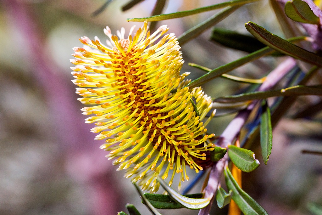 Blacken junk Umeki Petals to pixels: the prestigious leaves of Flora of Australia turn digital  – CSIROscope