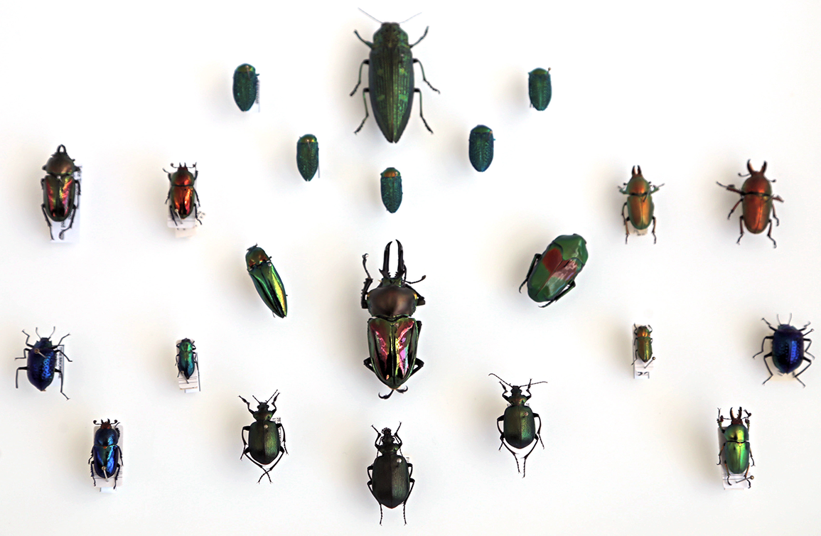A collection of beetles for Questacon