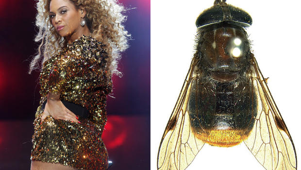 beyonce och plinthina beyonceae flyga