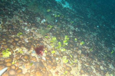 underwater photo of corals