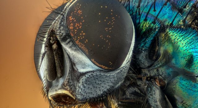 macro close up of a fly's head
