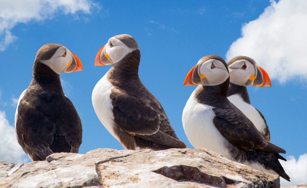 four puffins standing on a rock