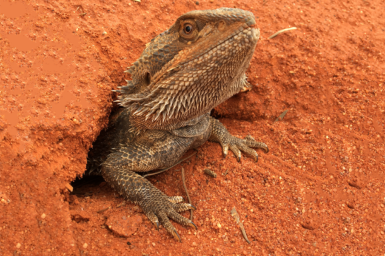 A central bearded dragon popping out of its burrow in the desert.