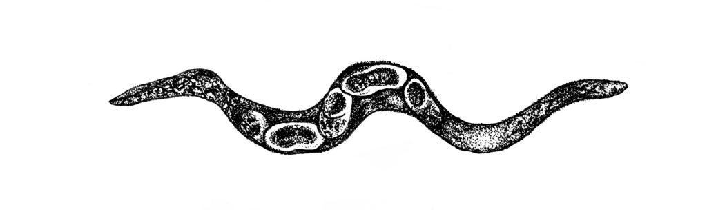 A female nematode showing several internal eggs