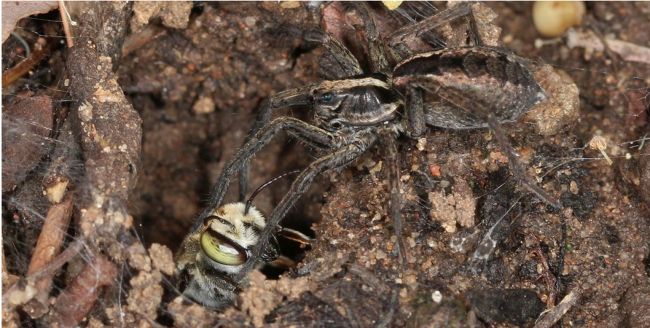 A wolf spider saying hello to it's housemate; a leafcutter wasp