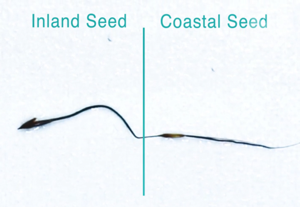 Comparing two Kangaroo Grass seeds