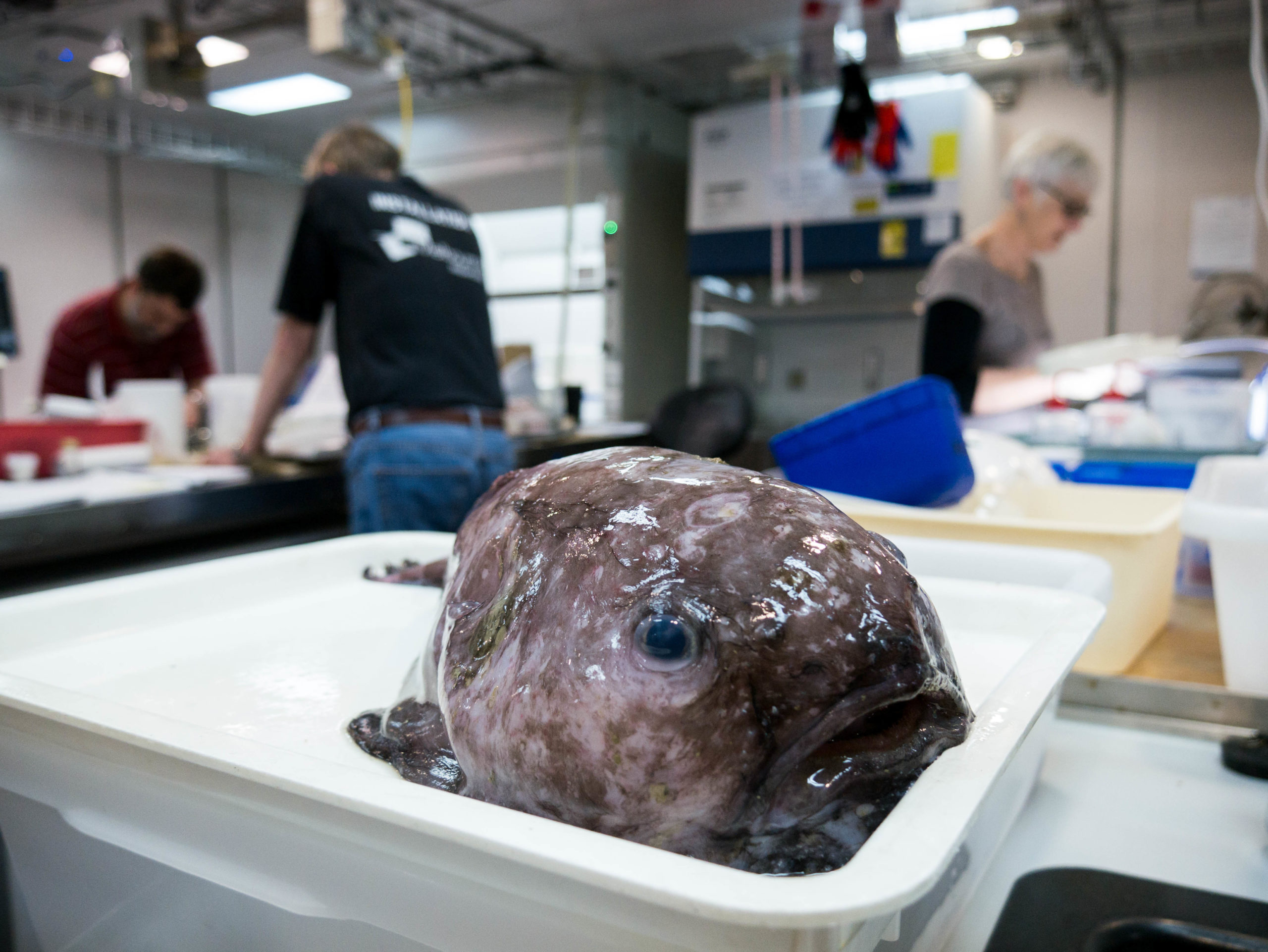 Pink and brown blob shaped fish in a container in a research lab with three people working in the background.