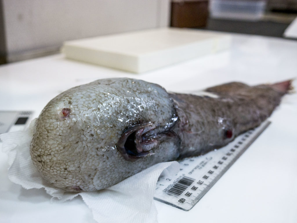 A faceless fish from the abyss. Image: Asher Flatt