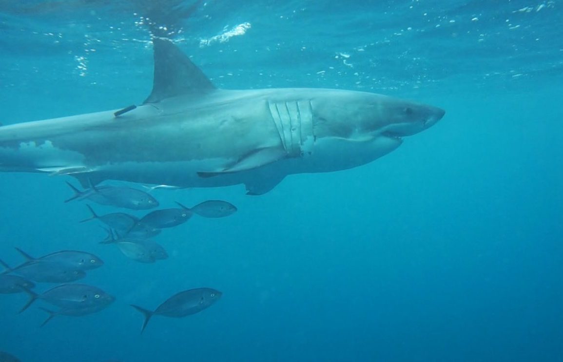 A white shark swimming with a research tag
