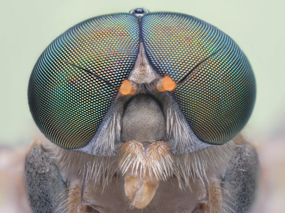 A close up of the front of a fly