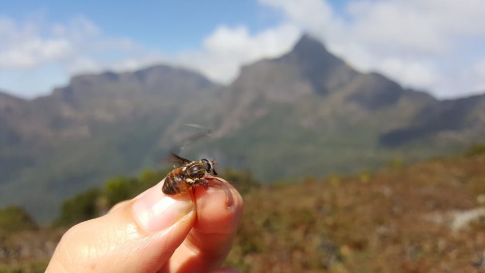 A fly on fingers in front of a mountain range