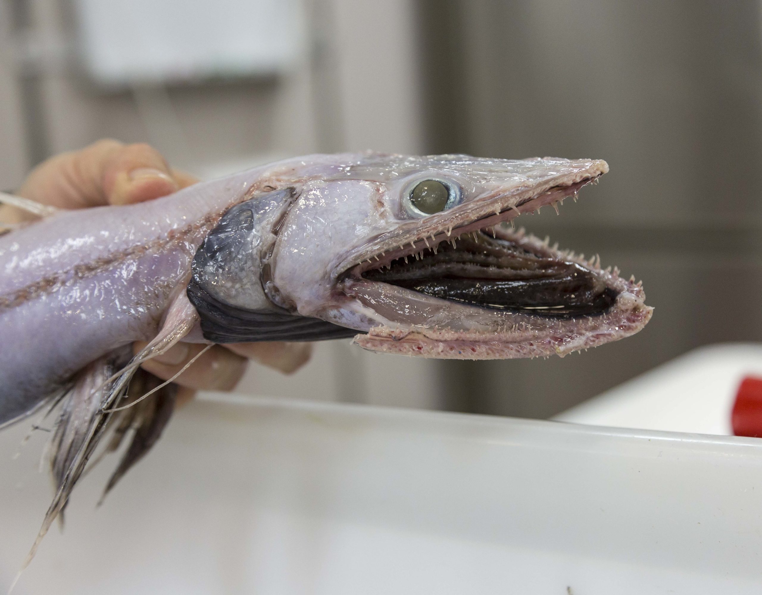 Hand holding the front part a purplish coloured elongated fish showing large mouth with needle-like teeth.