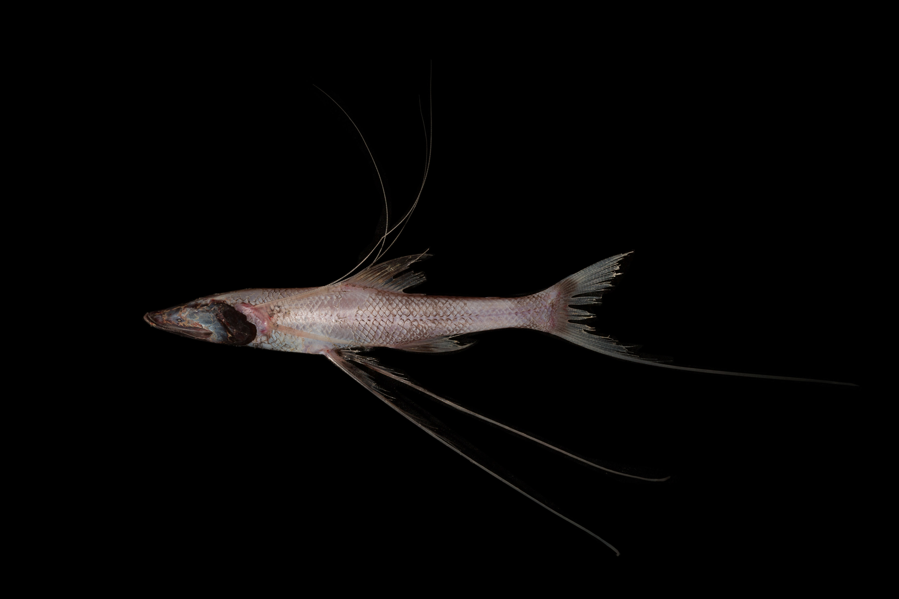 Long and thin, pale pink coloured fish with thin fins as long as its body.