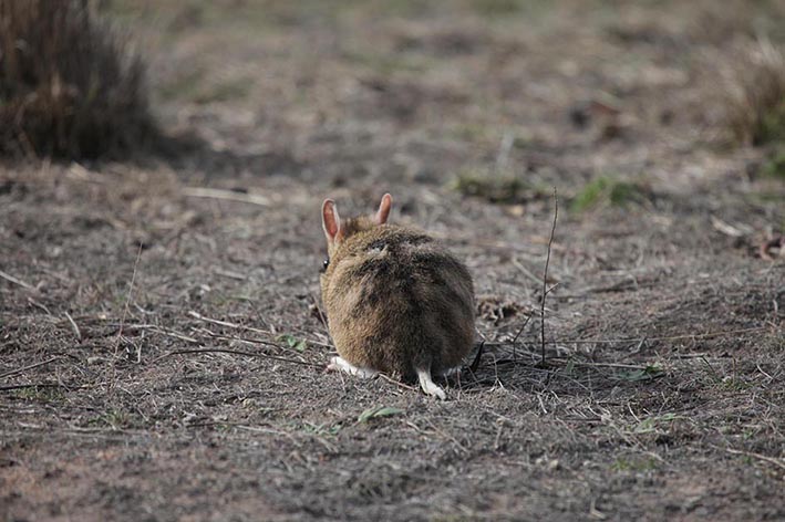 rear end of an eastern barred bandicoot