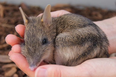 Eastern Barred Bandicoot curled up in a person's hands