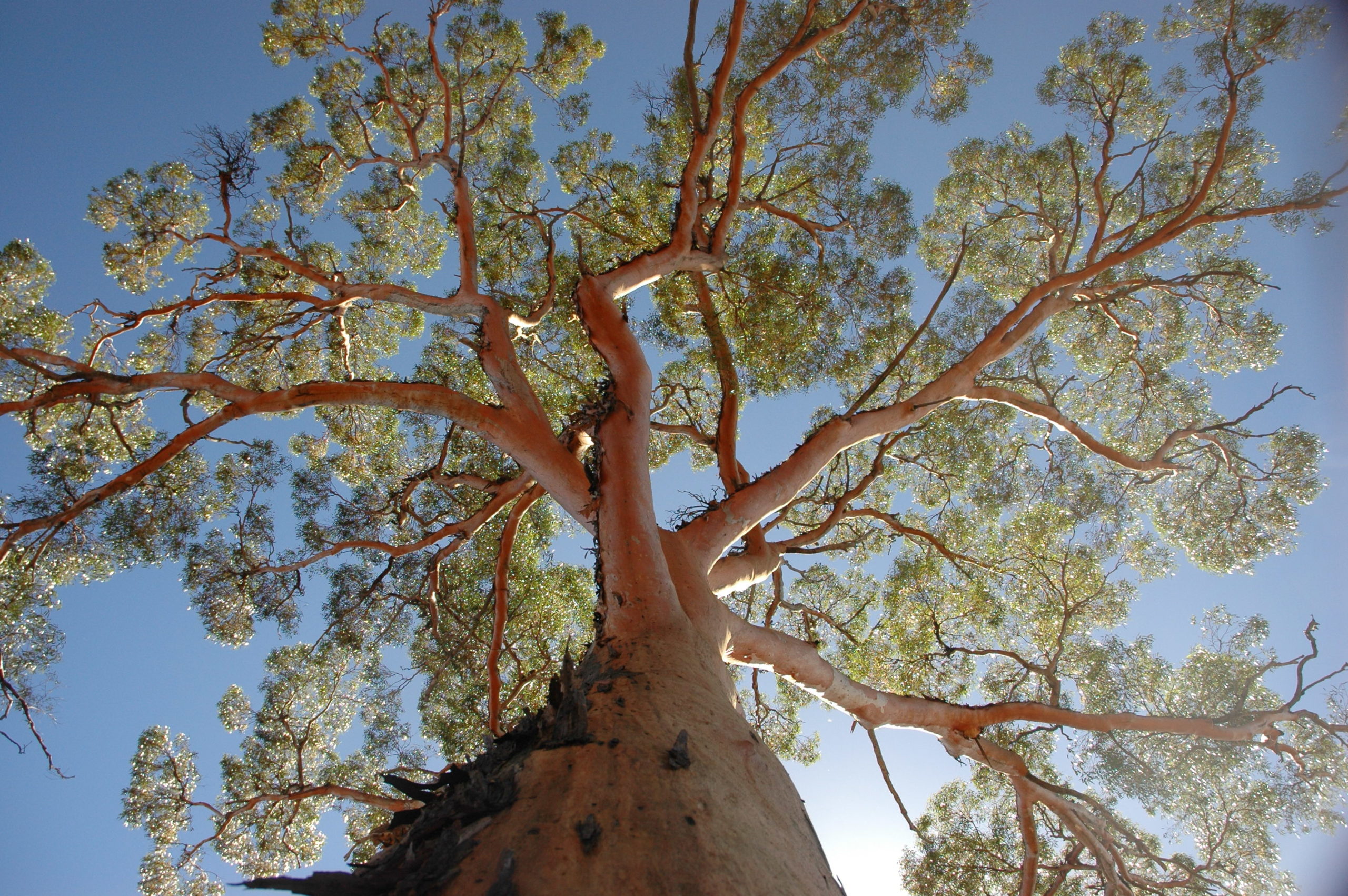 Eucalyptus: Five you might not know about these flowering giants CSIROscope