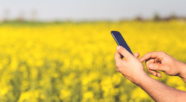 A hand holding a smart phone in a field of yellow canola