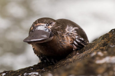 close shot of juvenile platypus emerging from water