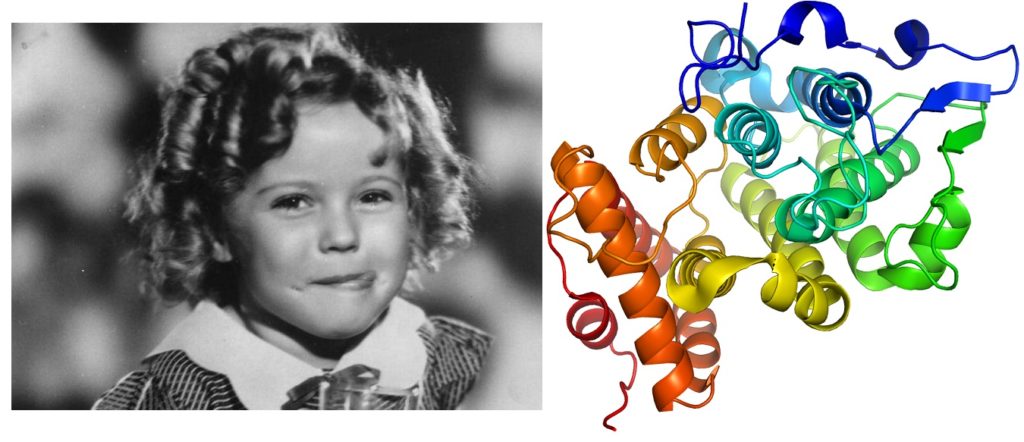 Shirley Temple (left) and the Shirley Temple protein (right) - this is the first time a protein structure with such a fold has been found, highlighting some of the unusual evolutionary characteristics of monotremes and identifying them as a source of novel proteins. 