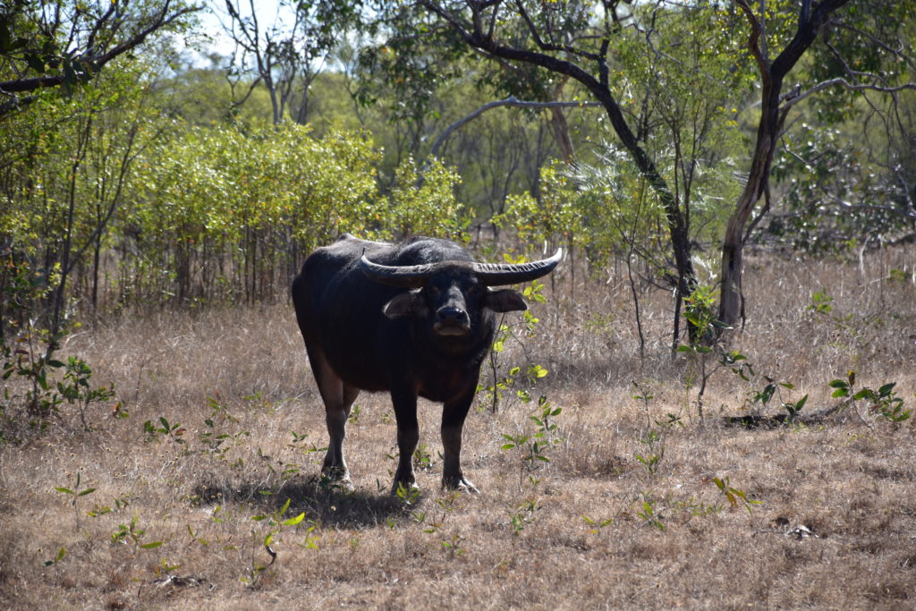 Horned buffalo in the bush