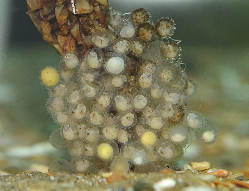 It takes around 6-10 weeks for baby handfish to hatch
