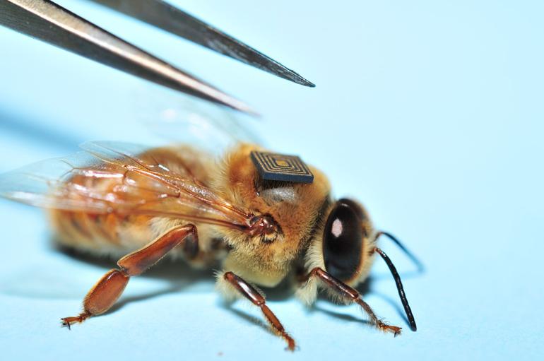 bee getting a tag attached to it's back with tweezers
