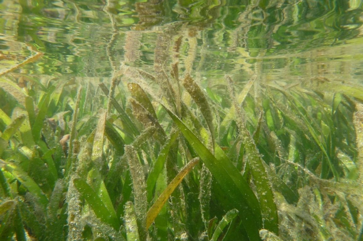 A close up image of Kimberley Enhalus seagrass