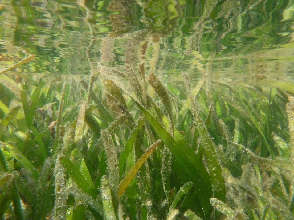 A close up image of Kimberley Enhalus seagrass