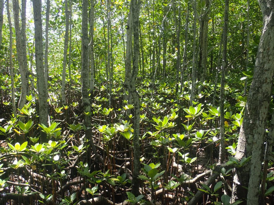 Mangroves in the Seychelles provide marine resources for communities 