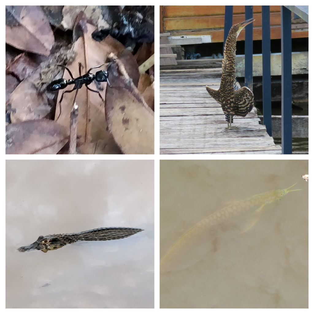 Four animals show in a collage