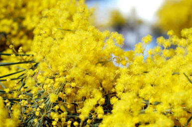 August–September or ‘sprinter’ is peak flowering time for one of Australia’s largest plant groups, wattles (Acacia spp.). Image: Carl Davies/CSIRO.