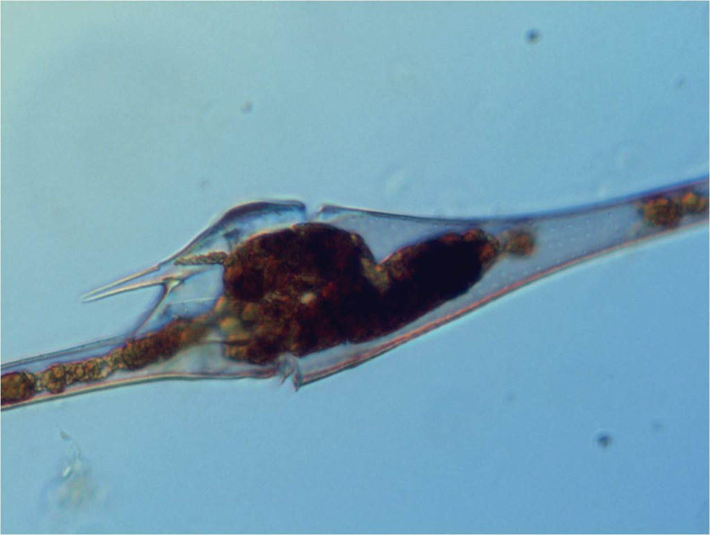 Marine dinoflagellate Ceratium