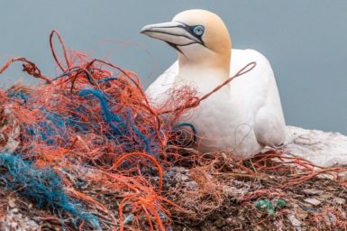 A seabird sitting on discarded fishing nets