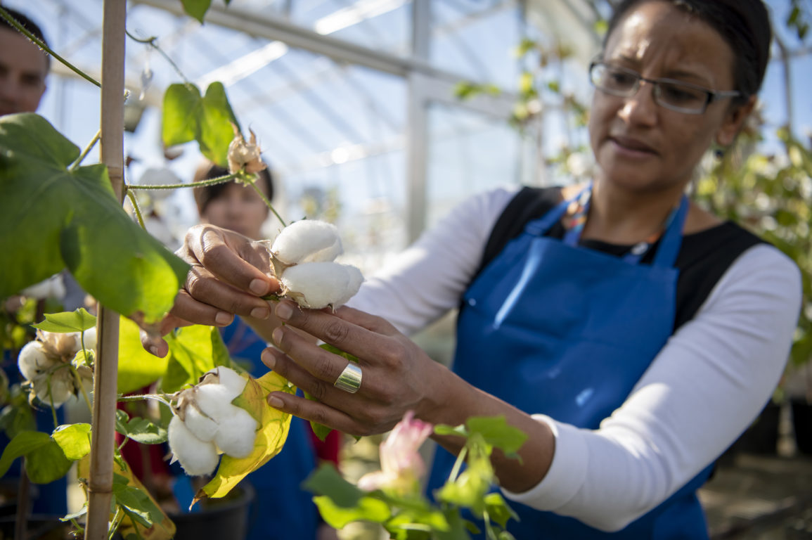 Researchers inspect cotton plants in the glasshouse.