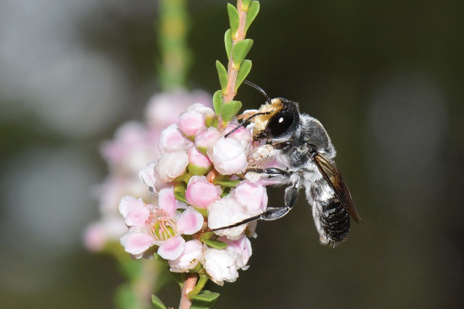 Native Australian bee