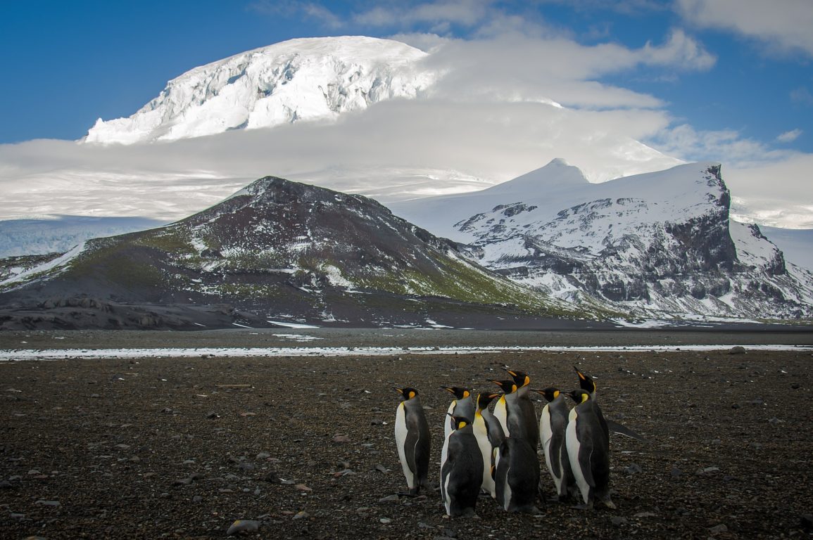 group of king penguins in antarctic landscape