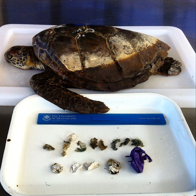 A green sea turtle that died after consuming 13 pieces of soft plastic and balloons, which blocked its gastrointestinal system. 