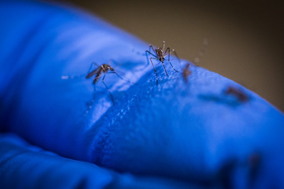 Mosquitoes trying to bite through a blue glove 
