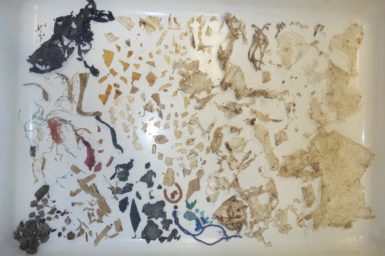 The over 300 pieces of plastic that were removed from just one part of the gastrointestinal system of a green sea turtle. When the load gets this high, the probability of death reaches 100%. Image: Kathy Townsend