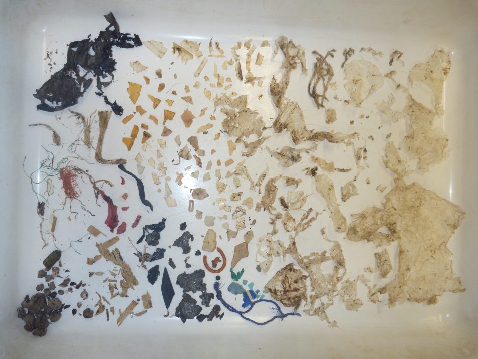 The over 300 pieces of plastic that were removed from just one part of the gastrointestinal system of a green sea turtle. When the load gets this high, the probability of death reaches 100%. Image: Kathy Townsend
