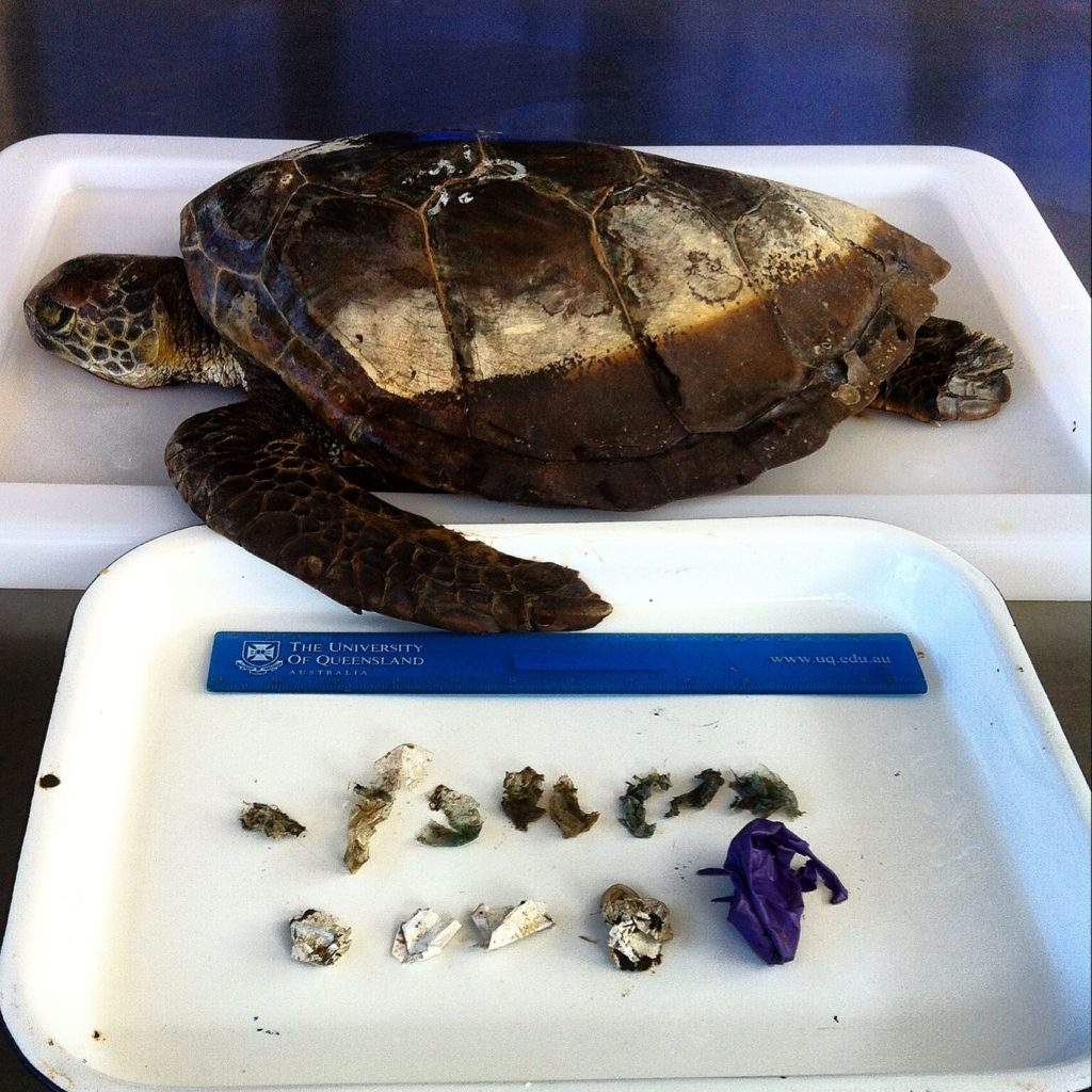 Sea turtle and balloons removed from gut by Kathy Townsend