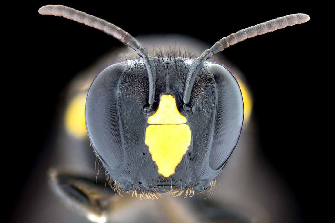 An extreme close up of a native Australian bee head pointing towards the camera