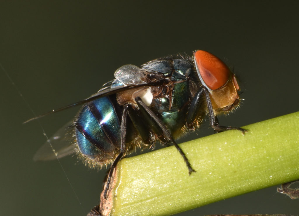 When a fly’s feeling hungry, it will land on its food and vomit out a mix of saliva and stomach acids.  Image: Shiv's Fotografia