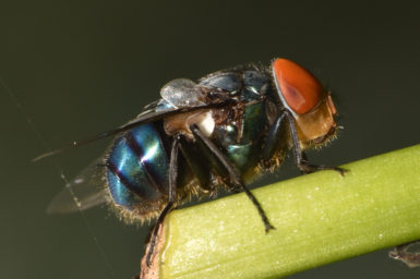 When a fly’s feeling hungry, it will land on its food and vomit out a mix of saliva and stomach acids. Image: Shiv's Fotografia
