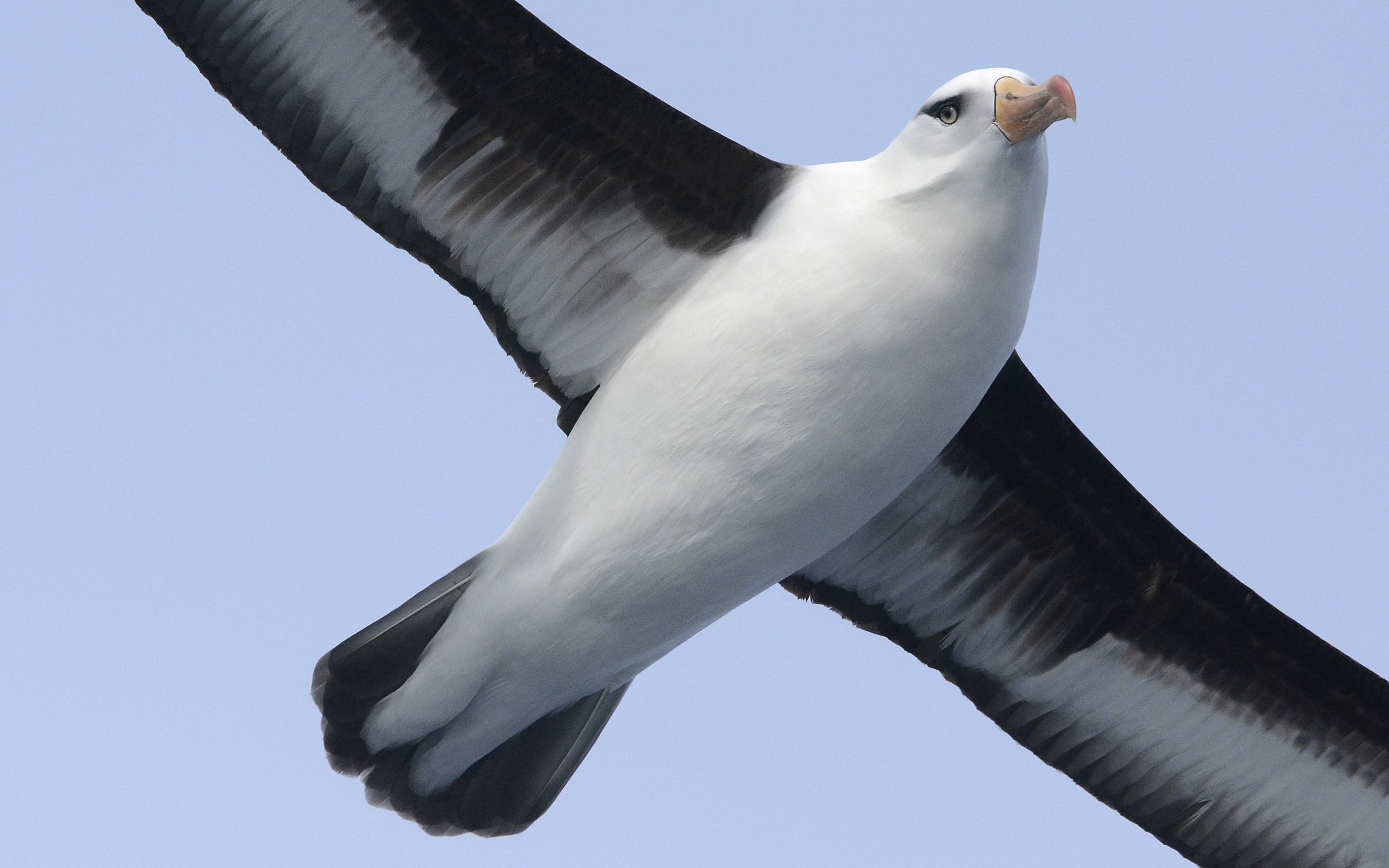 Black-browed Albatross flying