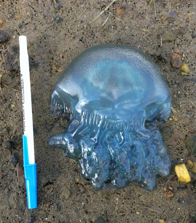 small blue jellyfish shown next to a pen for scale
