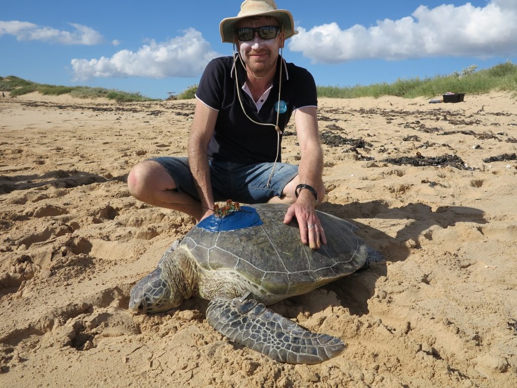 CSIRO researcher Dr Mat Vanderklift with a tagged turtle on a beach