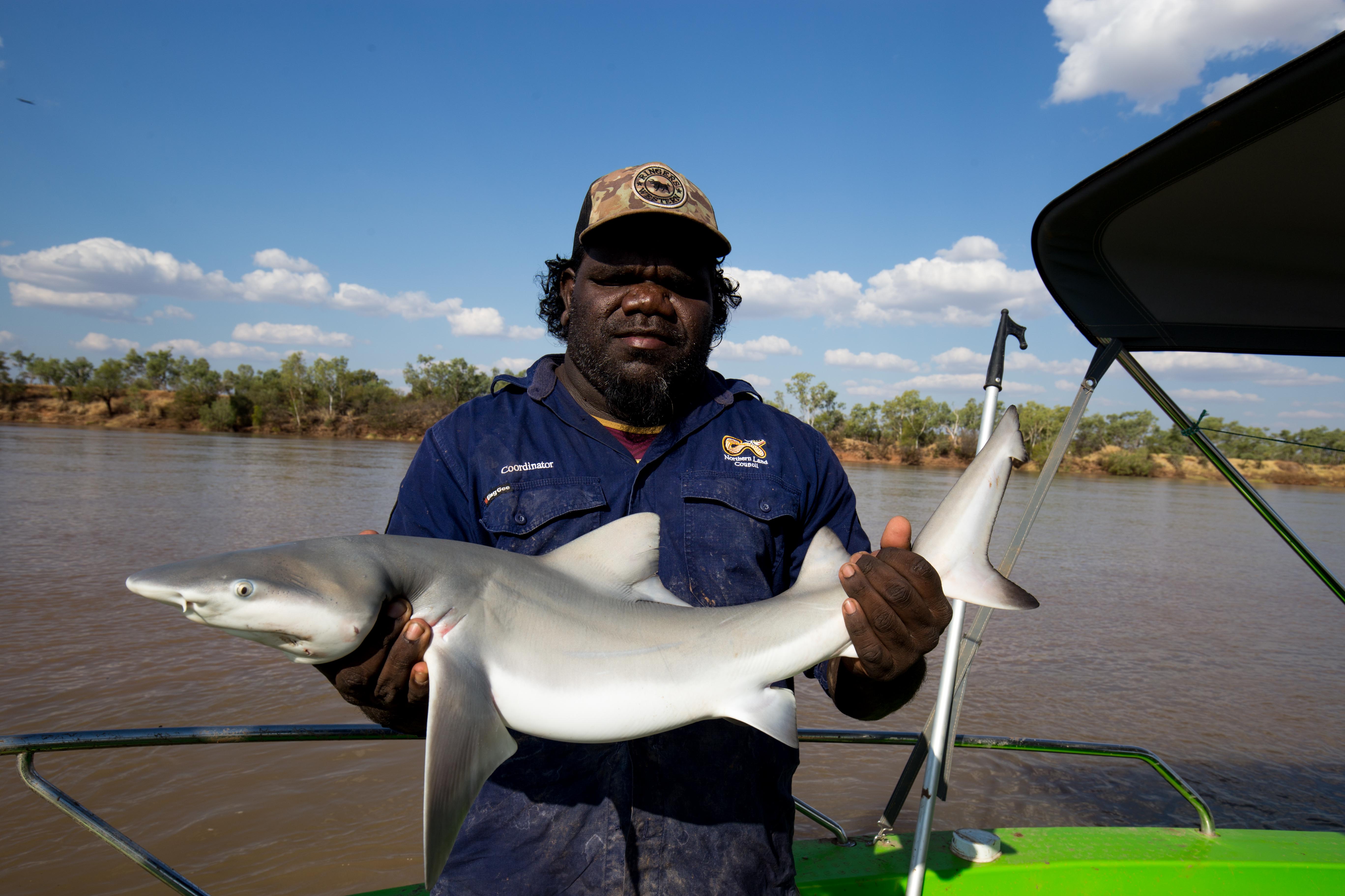 Floyd Rogers holds a speartooth shark, the first time the species has been recorded in the Victoria River.