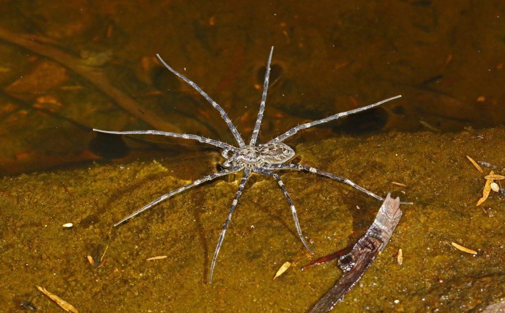 Megadolomedes australianus. Image: Louis Petrucco