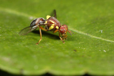 A brown and yellow fly sits on a green leaf.